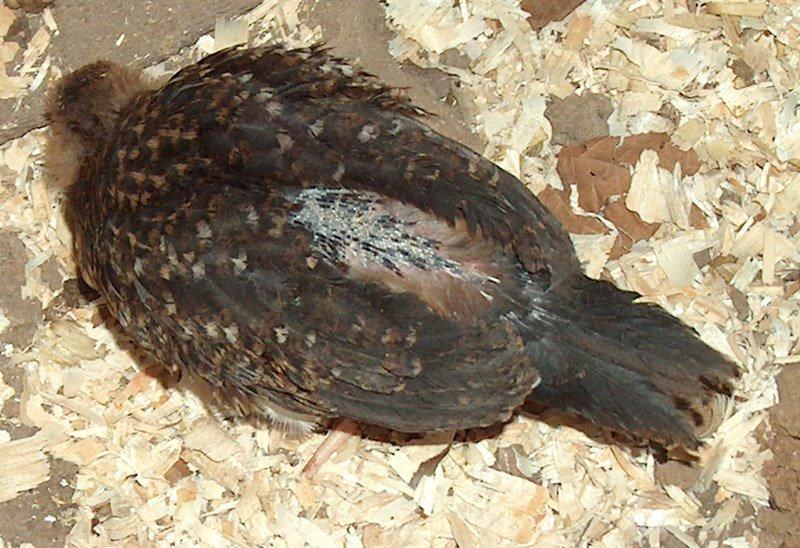 degá (Ticks) skmµpabrbs;degáeliman; degáxøüntn; KWCabrasitxageRkArbs;man; CaBiesscMeBaHman;edIrkayrkcMNIxøÜnÉg degápñak;garcmlg