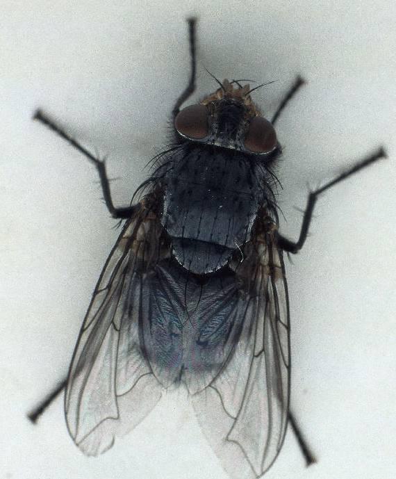 ruy (Flies)