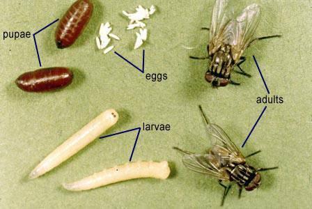 ruy (Flies) ruybgábbaðaxøamgdl;rcuk CaBiessman ercinenartugrcukekitkun nigrtugpþac;edah vdþcivitrbs;ruy KW ecjbibg kundgáúv nig ruyebjv½y.