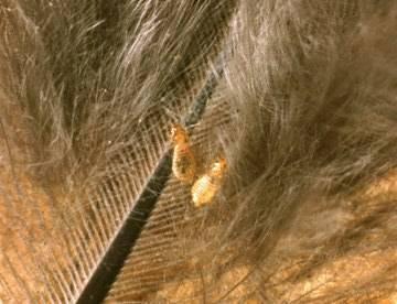 éc (Lice)