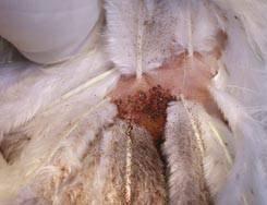 éceliman; (Lice in poultry) Büa)al efvignam½y rymmansmgat nig smlab; emerakenartug ka)aril (Carbaryl) smlab;écebj v½y ducenhkarerbielikti 2 RtUveFVIenA 2 s)aþh_erkay