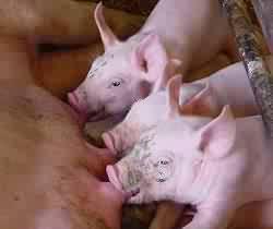 RBUnRCUk (Worms in pig) 1- GasáarIs (Ascaris) RBUneBjv½yrs;enAkñúgeBaHevon Gacrs;enA)an 1 qñam ehiybgral;éf elis 5 000 000 s utgasáarismanpabfn;xøamg ehiyeblefvikar smlab;emerakenartug