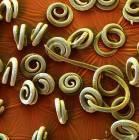 RBUnRCUk (Worms in pig) 3- RBUnkñúgsac;dMu (Muscle Worms: RTICIenLa (Trichinella) CaRBUnmUl manenakñúgebahevonrcuk