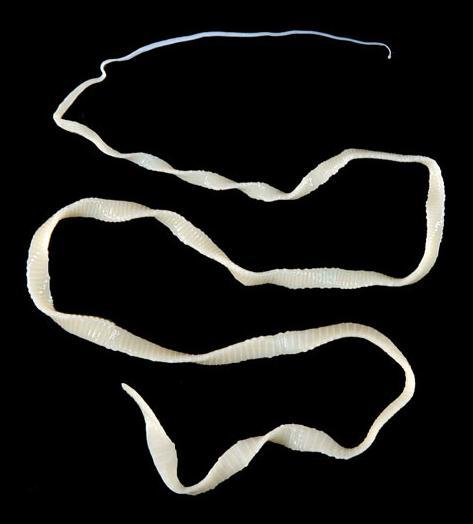 etnja: (Tapeworms) vdþcivit etnja:ebjv½y (Taenia) rs;enaelimnuss nigeqá etja:ebjv½y (Taenia adult) etnja:manrbevgbi 2-7 Em:Rt ehiyeli mnuss