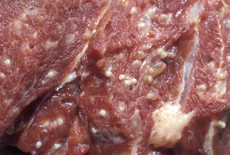 etnja: (Tapeworms) vdþcivit mnussqøgtamry³karbriepaksac; EdlcMGinmin)anl CaBiesssac;
