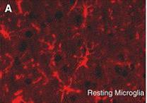 Mikrogliák általánosan: Mezodermális eredetű, territoreális sejtek Monocyta/makrophag vonal Glia