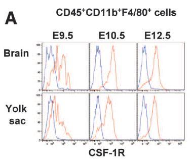 Differenciálódás CSF-1 colony stimulating factor-1 és receptora macrophag differenciálódás E9.