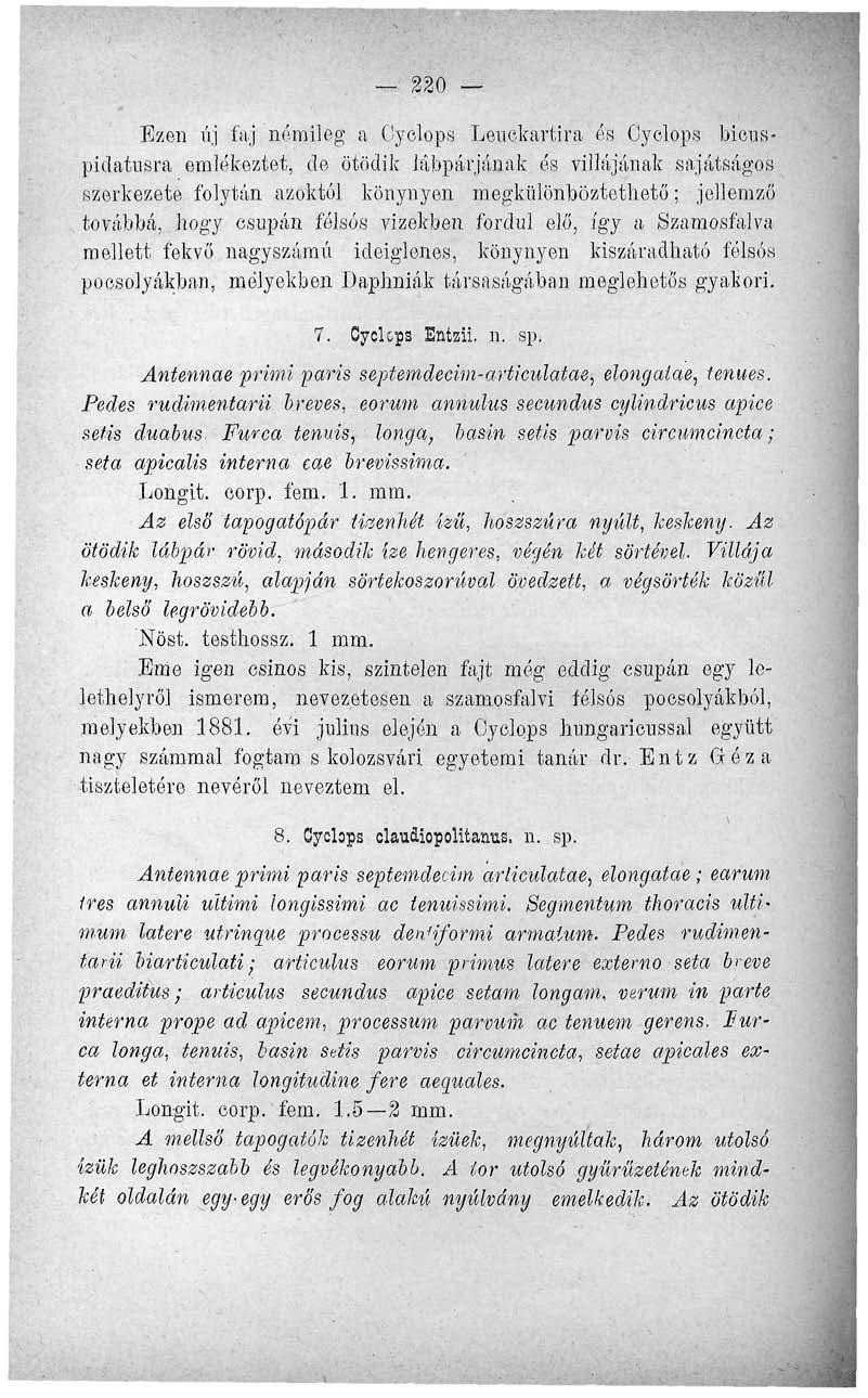 220 Ezen új faj némileg a Oyolops Leuokartira és Oyclops bicuspidatusra emlékeztet, de ötödik lábpárjának ós villájának sajátságos szerkezete folytán azoktól könynyen megkülönböztethető; jellemző