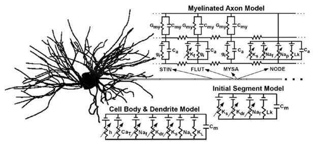 5 mm from electrode), subthreshold activation of white neuron (2 mm from electrode).