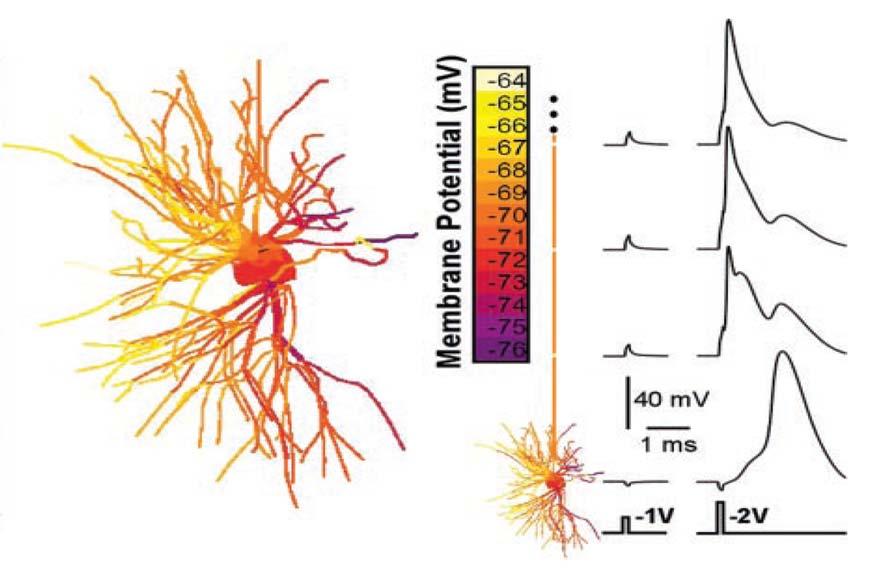MODELING OF DBS IN NEURONAL LEVEL A B C A Axonal action potential initiation in model TC relay neuron to extracellular stimulation. Colors indicate the depolarization of the model neuron compartments.