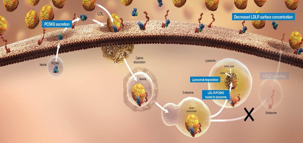 Proprotein Convertase