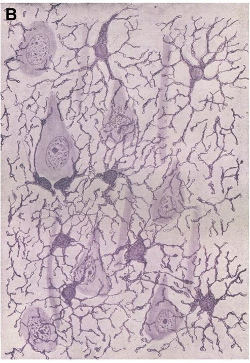 A GLIA felfedezése Cajal's drawing of Golgi impregnated glia showing human