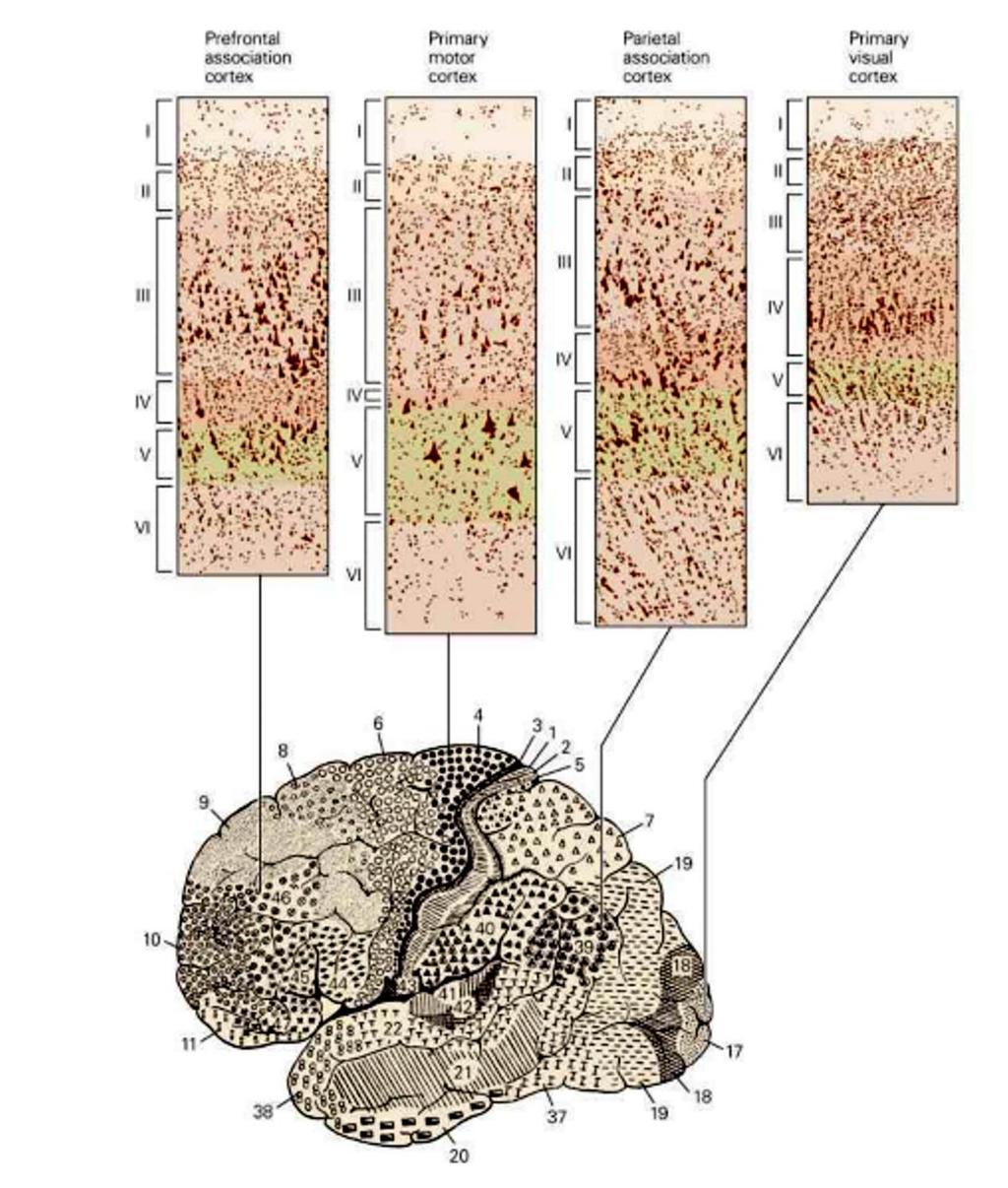 Neocortex Granularis