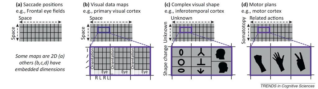 Funkcionális kérgi térképek: saccad pozíciók/figyelmi váltások, perceptuális vonások,