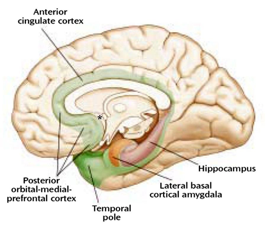 A NEOCORTEX KAPCSOLATA LIMBIKUS RENDSZERREL Le grand lobe