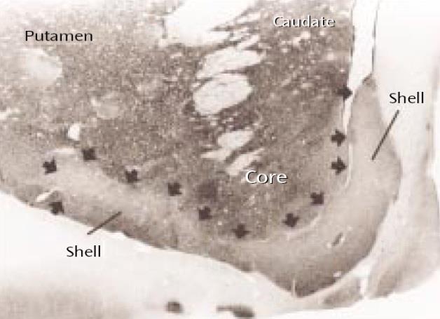 Ventralis