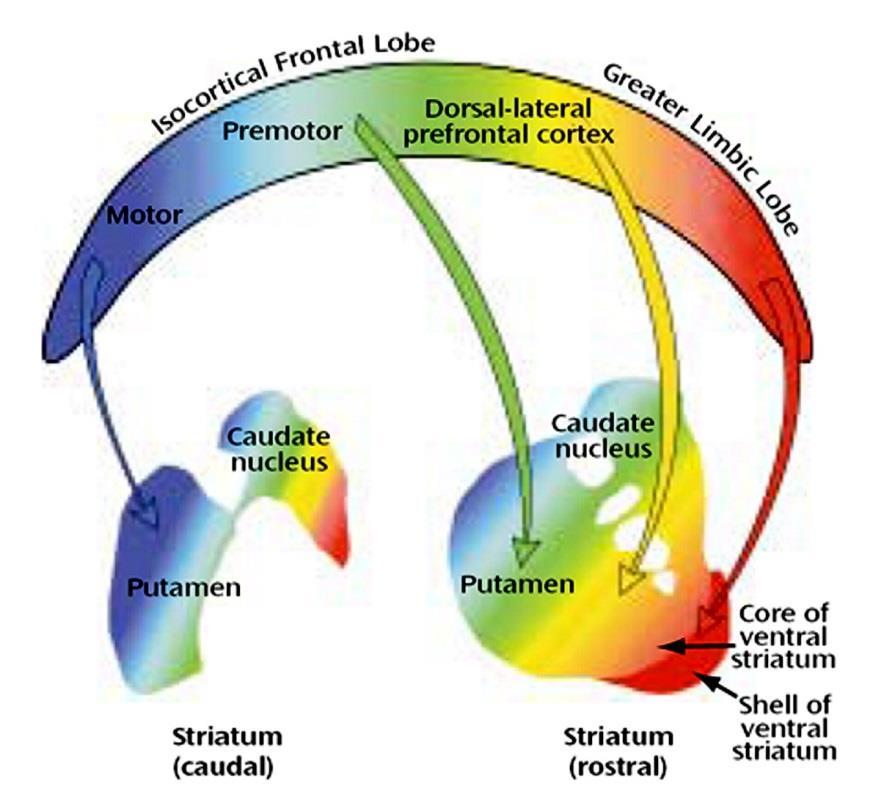 archi nucleus