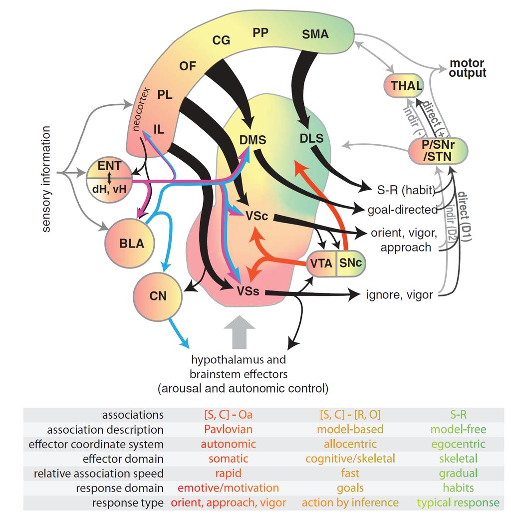 SMA szenzorimotoros PP parietalis asszociációs CG cingulum/prefrontalis OF/PL/IL orbitofrontalis régió ENT/H hippocampus BLA/CN amygdala DMS/DLS dorsalis striatum VS