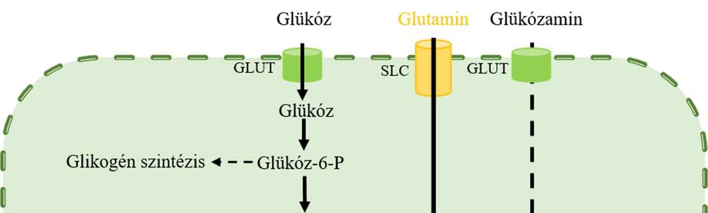 2. ábra. Hexózamin bioszintézis útvonala (HBP) és az O-glikoziláció folyamata.