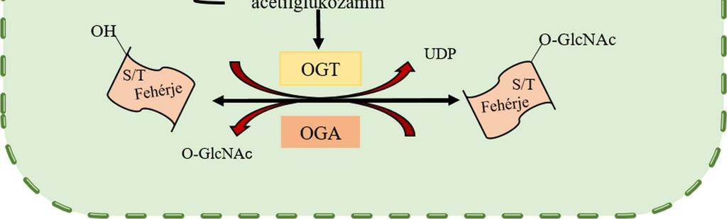 T-sejt nukleáris faktor (NFAT), OGT, inzulin receptor szubsztrát 1 (IRS-1) [63,64].