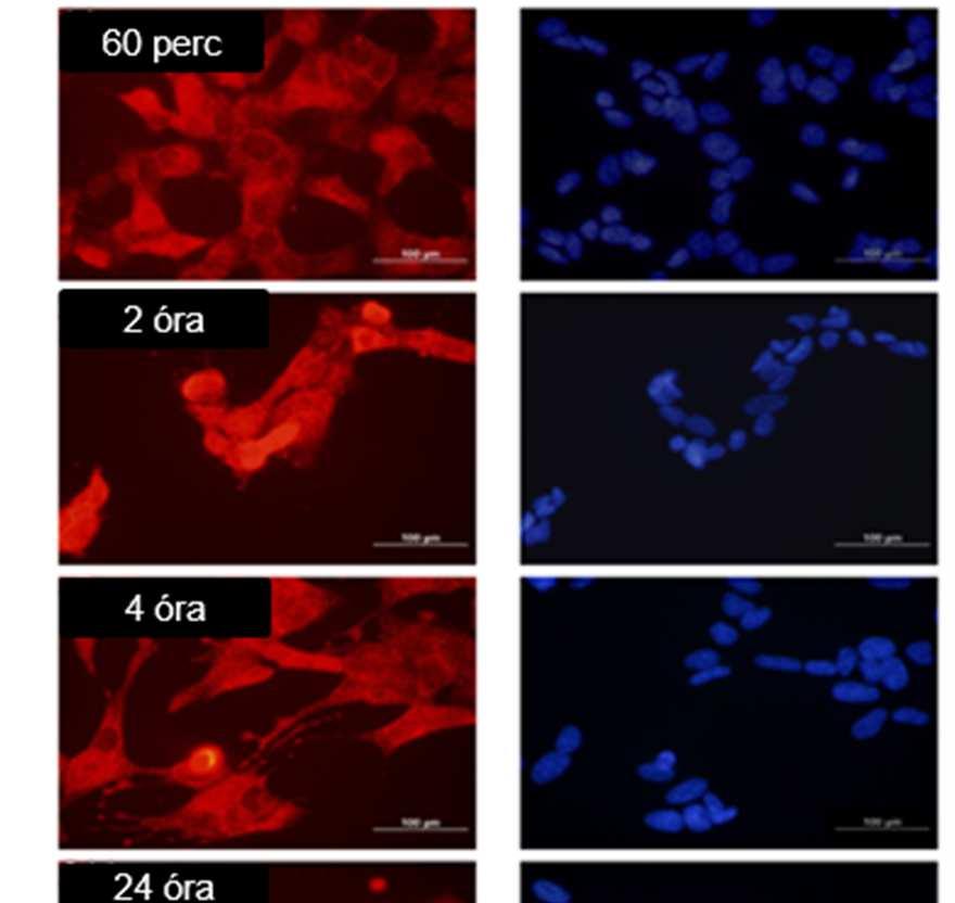 dinamikájára immunfluoreszcens jelöléssel.