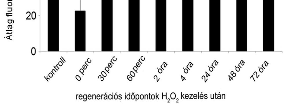 képek ábrázolása (40x nagyítás).