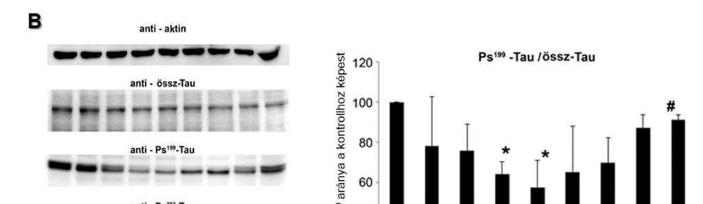 8B. ábra. Tau foszforiláció időbeli változása oxidatív stressz hatására.
