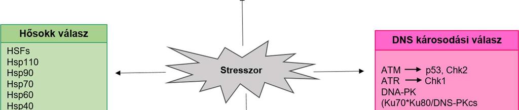 A különböző stressz-ingerek (vírusok, baktériumok, sugárzás, környezeti toxinok) különböző sejt-védő mechanizmusokat indukálhatnak, amelyek képesek a sejtek homeosztázisának visszaállítására.