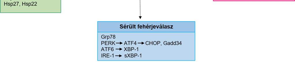 Celluláris stresszválaszok és főbb stresszfehérjéi. (Módosított ábra) (Kép forrása: Muralidharan S, Mandrekar P (2013) J Leukoc Biol.