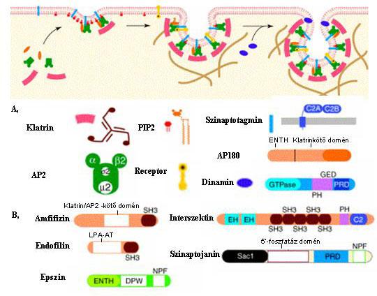 szinaptotagmin oligomerizációja fokozza [79]. Az internalizációra kerülő receptor fokozza az AP2-szinaptotagmin komplex kialakulását, az AP2-ben létrehozott konformációs változás révén [80]. 2.