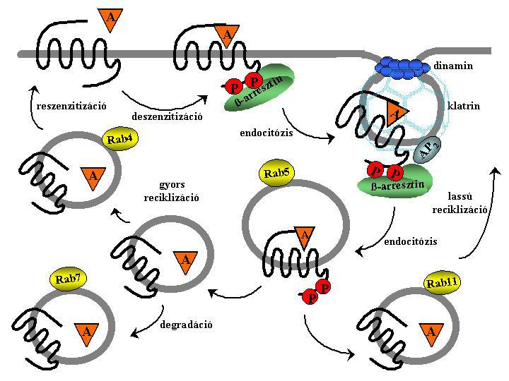 8. ábra Az AT 1 -receptor internalizációja.