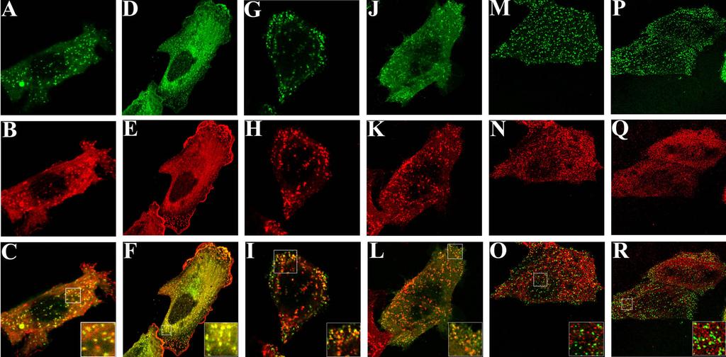 13. ábra A dinamin mutánsok kolokalizációja GFP-β2-adaptinnal a plazmamembrán klatrinburkos gödröcskéiben.