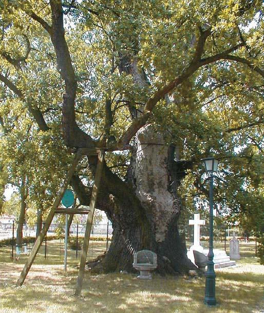 EGYESÜLETI ÉLET Az Árpád-fa és a Hétmagyarok emlékfácskái Héderváron A hédervári Boldogasszony-kápolna keletelt hossztengelyének nyugati folytatásában a templombejárat elõtt áll a mai államterület