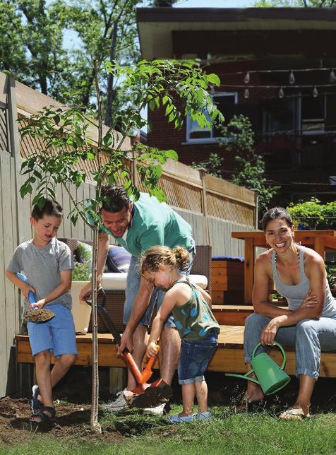 Regards sur Anjou Août 2018 3 UN ARBRE POUR MON QUARTIER RÉGLEMENTATION MODIFICATION DU RÈGLEMENT SUR L AGRILE DU FRÊNE Depuis le 25 juin, la Ville de Montréal a bonifié les subventions pour le