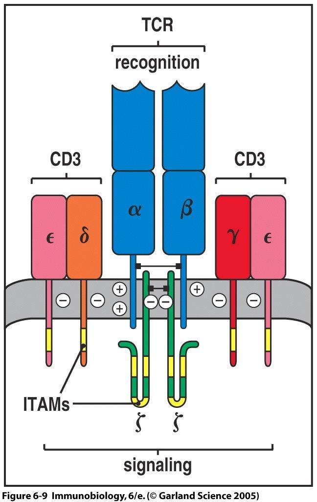 T sejt receptor komplex ITAMs