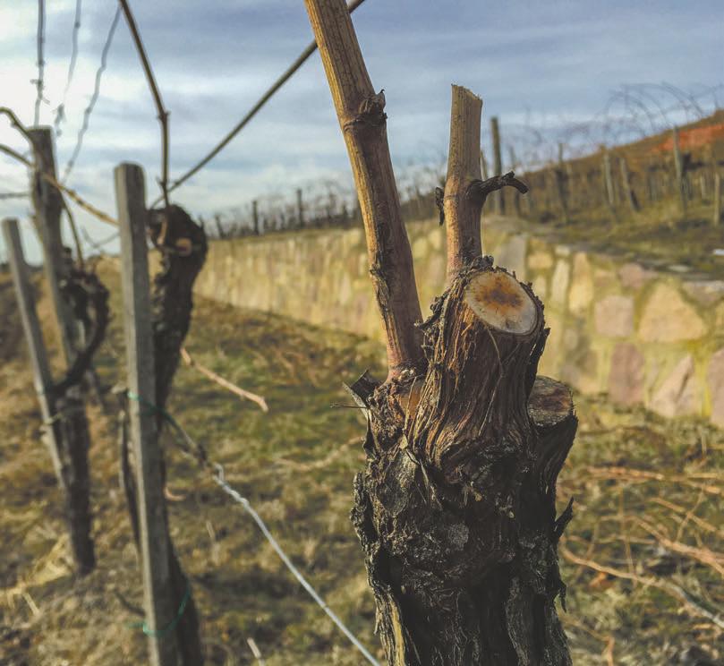 Pécs WWW.LOKAL.HU HELYBEN VAGYUNK 2019. JANUÁR 24. 7 Írjon nekünk! Problémája van? Érdekes a szomszédja vagy hallott egy különös történetet? Lencsevégre kapott egy jellemző városi épületet?