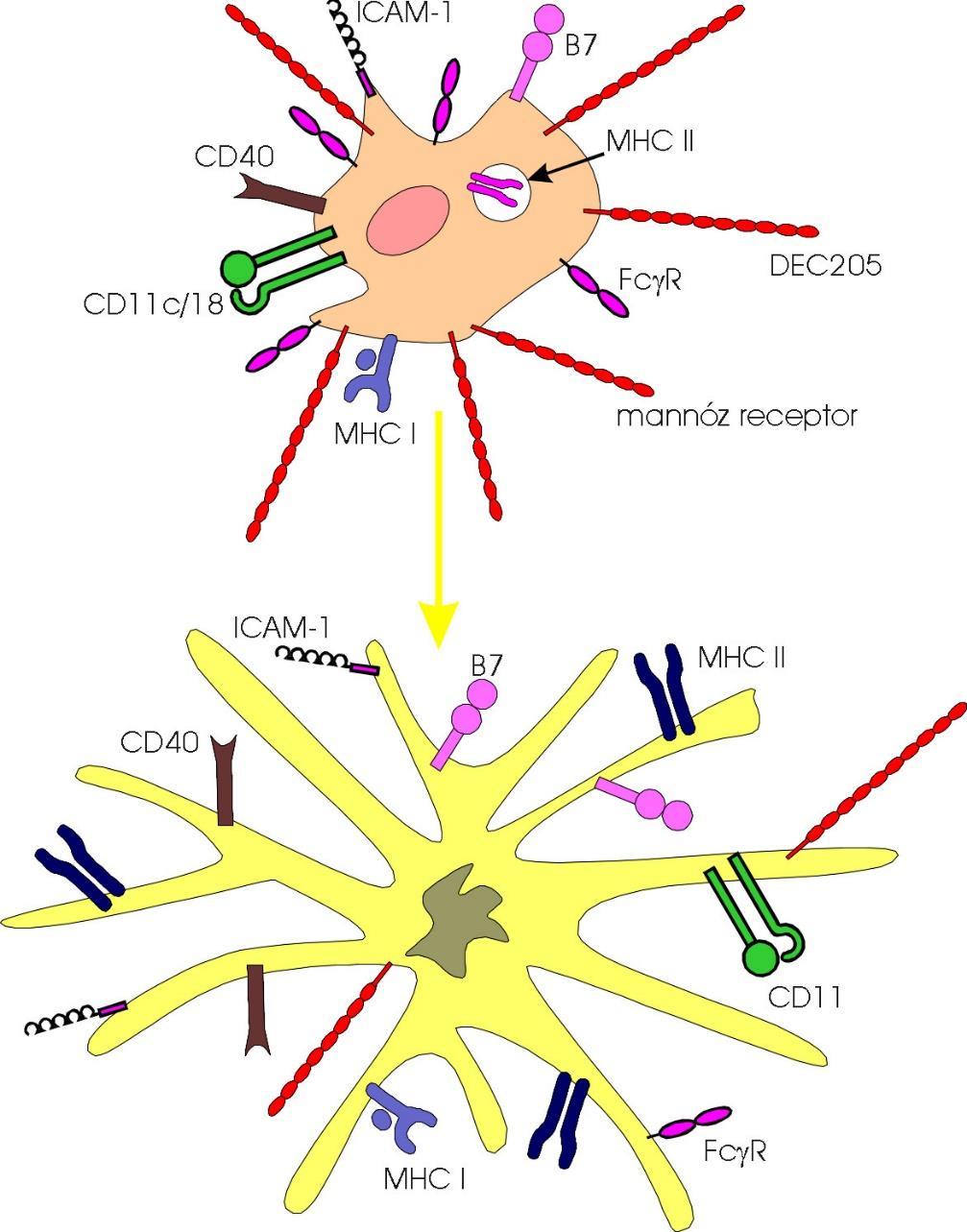 Hivatásos APC-k : MHCI és MHCII konstitutív expresszió dendritikus sejt B sejt makrofág Dendritikus sejt (DC) éretlen