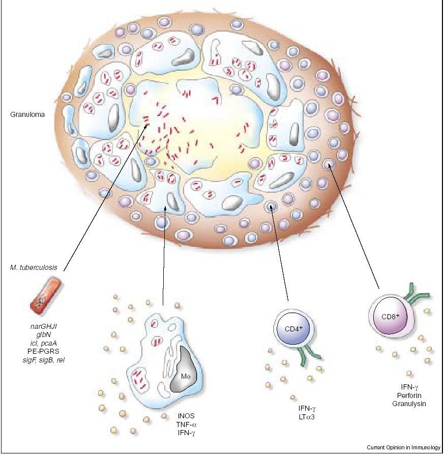 Granuloma szerkezete Mycobacterium tuberculosis fertőzés esetén A gazdasejt komponenseinek szervezett interakciója hozza létre: CD4+ és CD8+ T sejtek, makrofágok és ezek effektor-moleklulái: inos