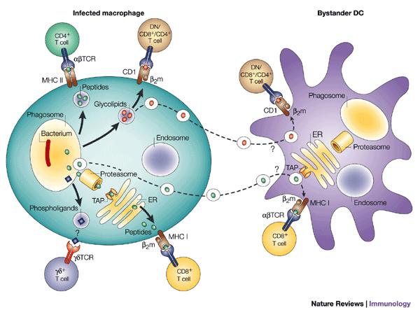T sejt aktiváció MT fertőzésben Mf fagoszóma - MHCII kötődés -Th stimuláció Bakt.
