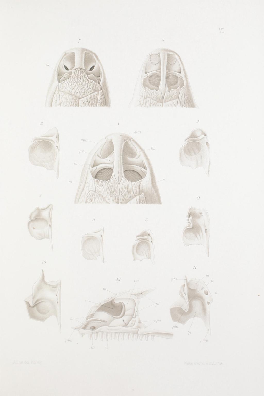 Ann. Mus. Hung.