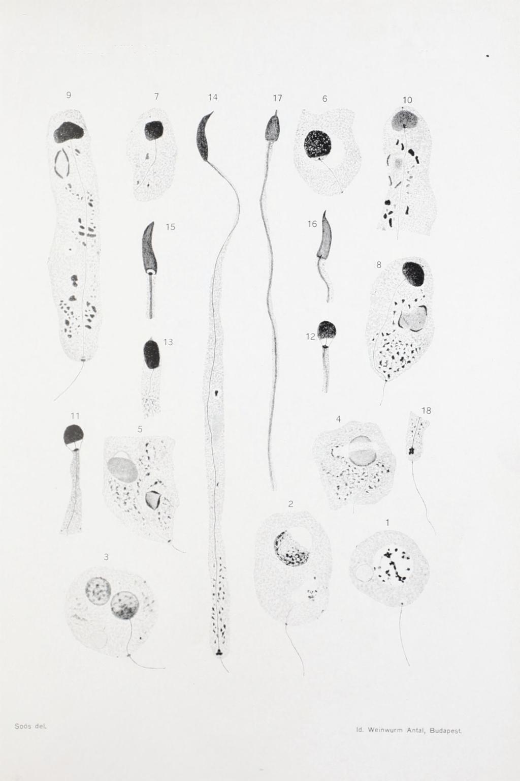 Ann. Mus. Hung.