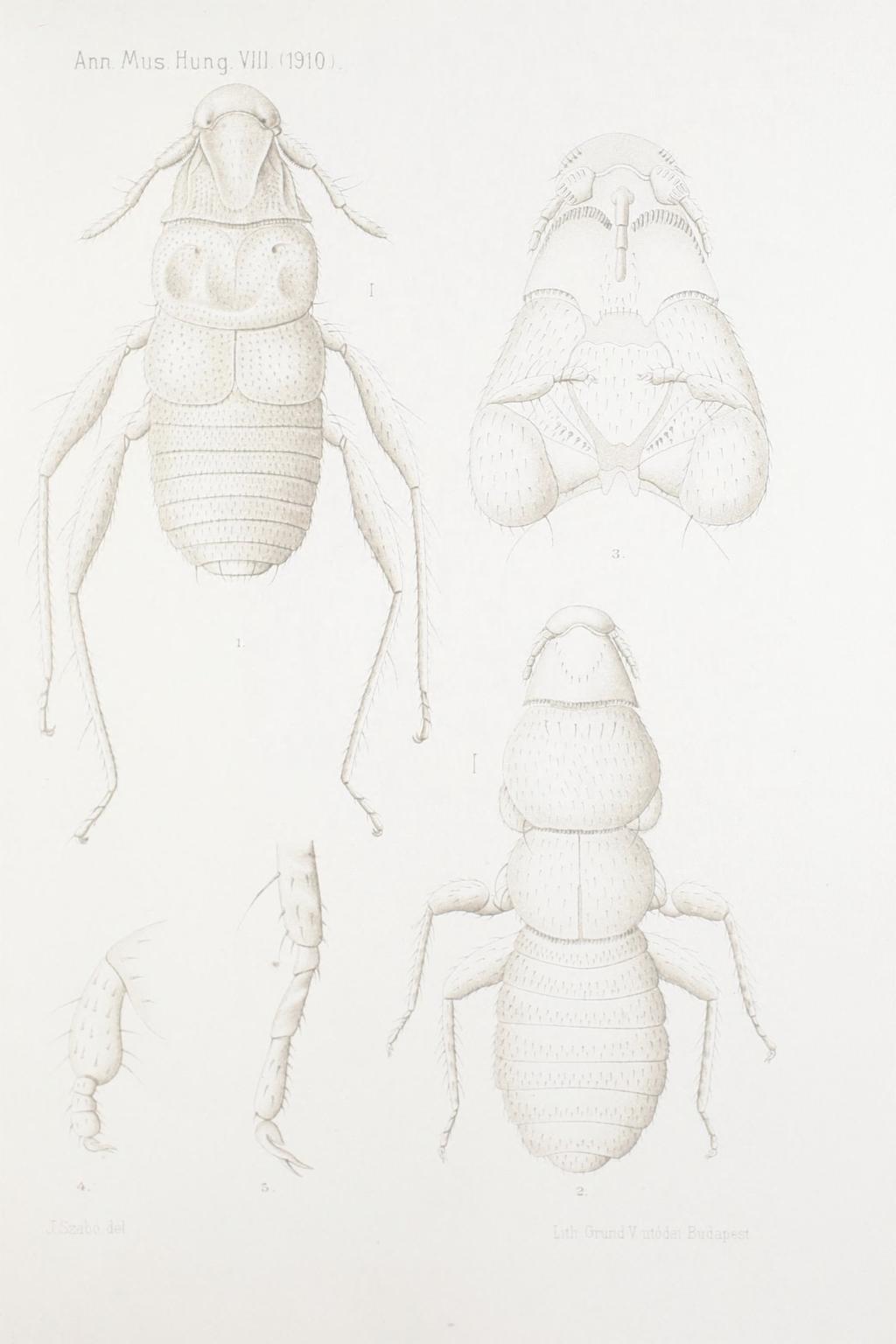 Tab. XIV.