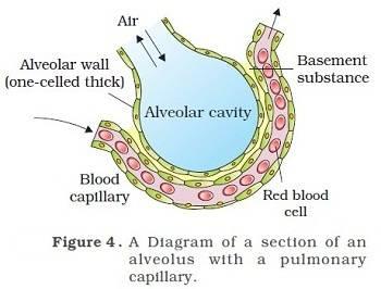 Inhaled Nanoparticles