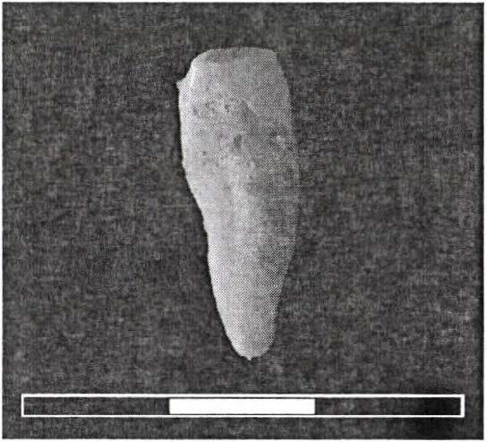 , male). 14. ábra: Fogminta - jobb alsó szemfog (13. sír, Ad., férfi). Figure 14: Tooth sample - lower right canine (Grave no. 13, Ad., male). A 33.