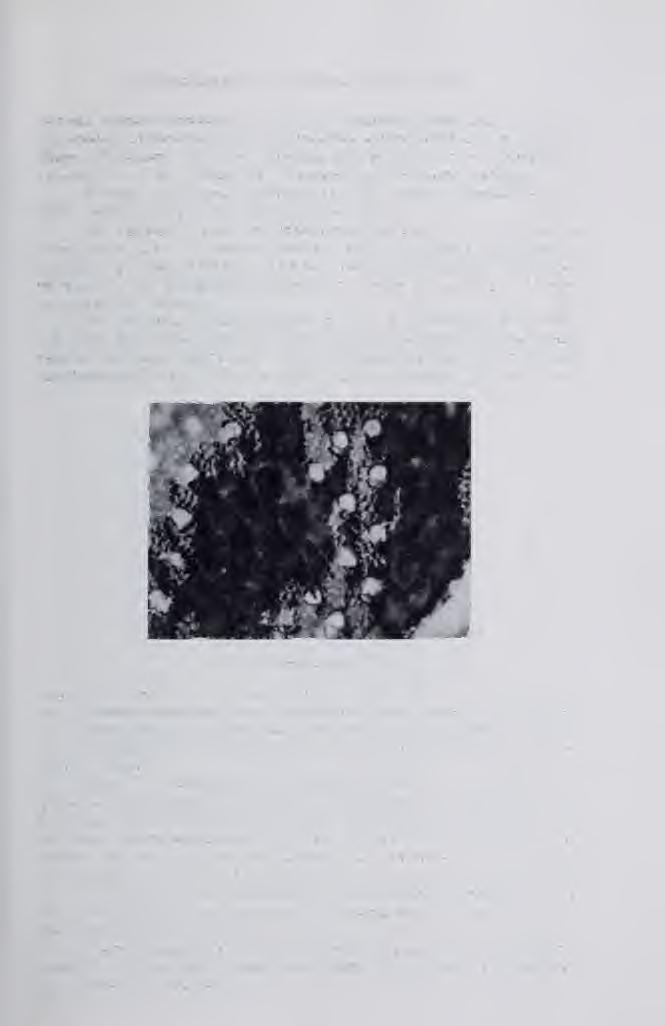 Hernádzsadány köriiyékénok földtani leírása 93 stertüo pseudosarwatica F r i e d b., PotamUles mitralis E i c h w., Potamhles disjunctus Sow., Tontathia lajonknireana Bast.