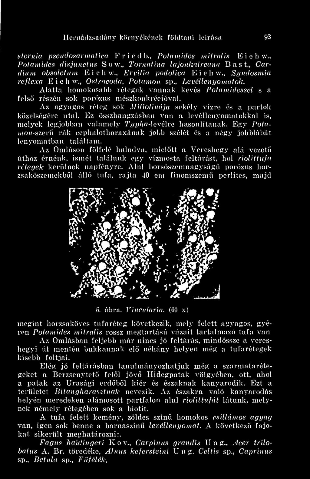 Az Omláson fölfelé halatlva, mieltt a Vereshegy alá vezet úthoz érnénk, ismét találunk egy vízmosta feltárást, hol riolittufa rétegek kerülnek napfényre. Alul borsószemnagyságú porózus horzsakö.