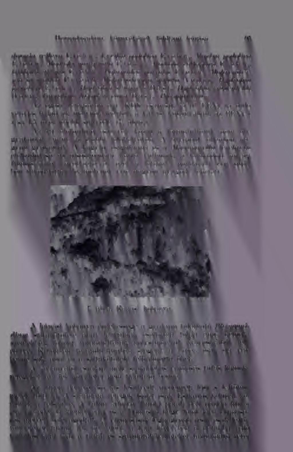 Heriiádzsadány környékének földtani leírása 95 dosmia reflexo E i c h w., Ervilia podolica E i c h w.. Macira podolica E i c h w., Modiola marghiata E i c h w., Modiola volhynic,a E i c h w.