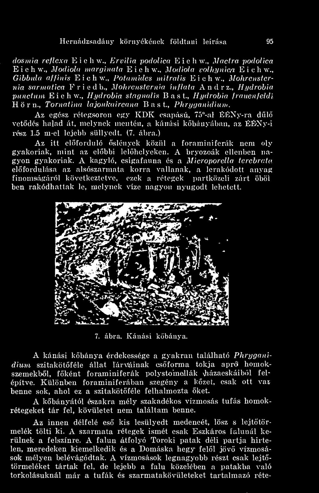 , Hydrobia frauenfeldi H ö r n., Tornatina lajonkaireana B a s t., Phrygnnidium.