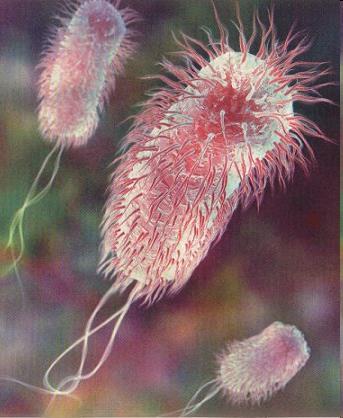 Húgyúti fertőzések Pyelonephritis leggyakoribb kórokozói enterobacteriacae (E.