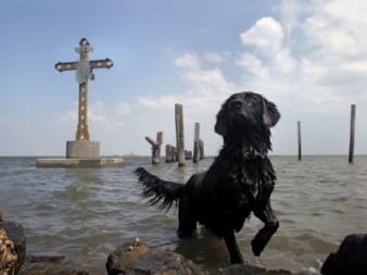 A kép által megjelenített toposzok: remény 14. F14. A kép forrása: https://thebark.